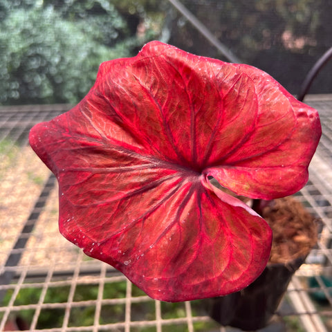 Caladium variaçāo - 12