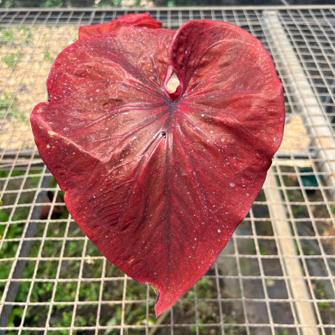 Caladium variaçāo - 12