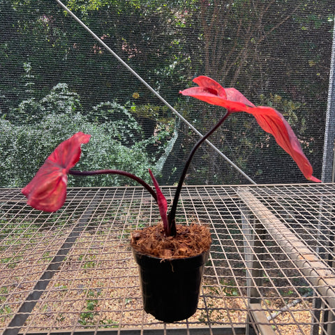 Caladium variaçāo - 12