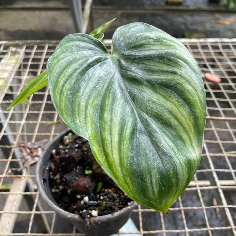 Philodendron plowmanii “Dark Form”