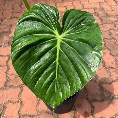 Philodendron Mcdowell