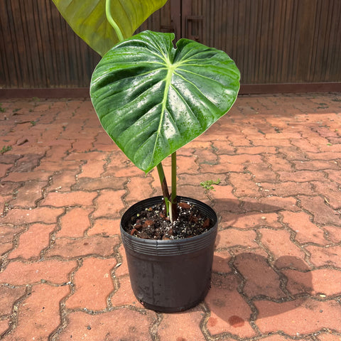 Philodendron Mcdowell