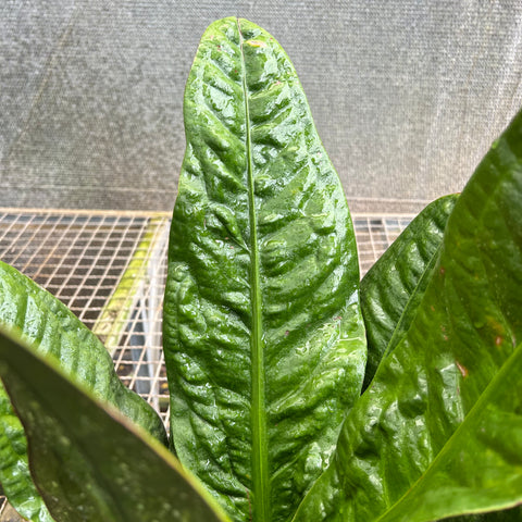 Anthurium Superbum