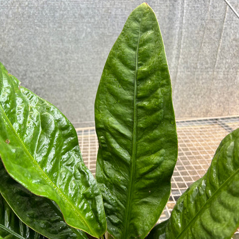 Anthurium Superbum