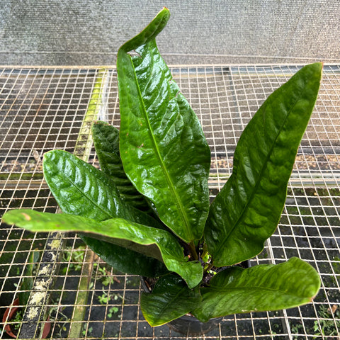 Anthurium Superbum