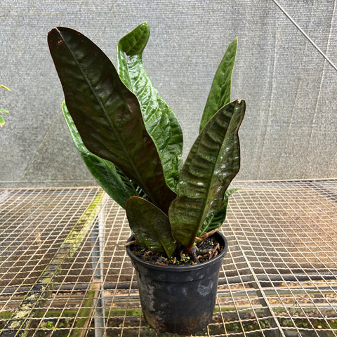 Anthurium Superbum