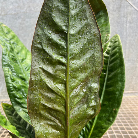 Anthurium Superbum