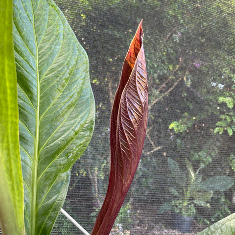 Anthurium Jenmanii