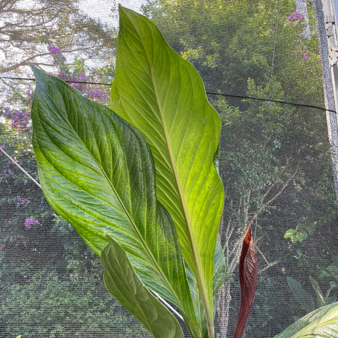 Anthurium Jenmanii
