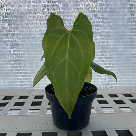 Anthurium regale x rubrinervium