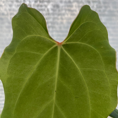 Anthurium regale x rubrinervium