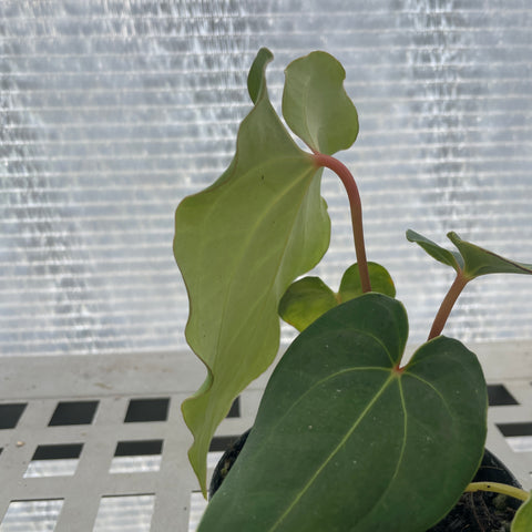 Anthurium regale x rubrinervium