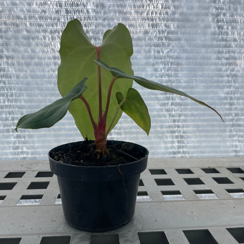 Anthurium regale x rubrinervium