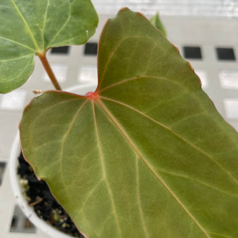 Anthurium Rubrinervium x Papillilaminum