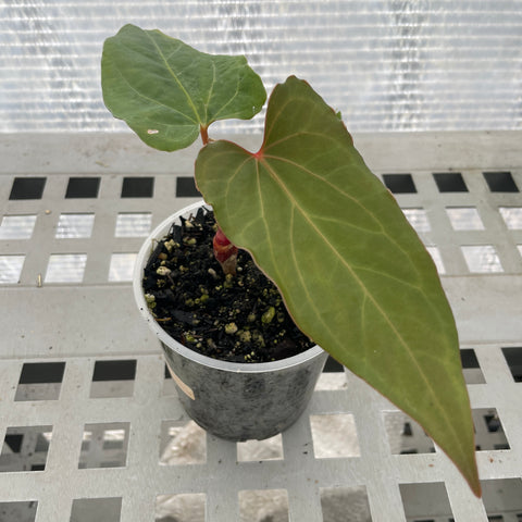 Anthurium Rubrinervium x Papillilaminum