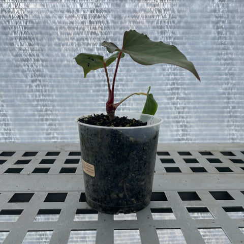 Anthurium Rubrinervium x Papillilaminum