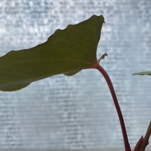 Anthurium Rubrinervium x Papillilaminum