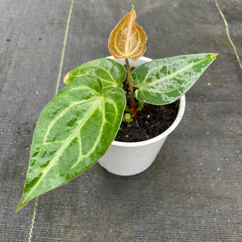 Anthurium Crystallinum x Warocqueanum