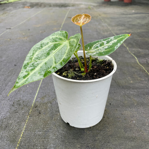 Anthurium Crystallinum x Warocqueanum