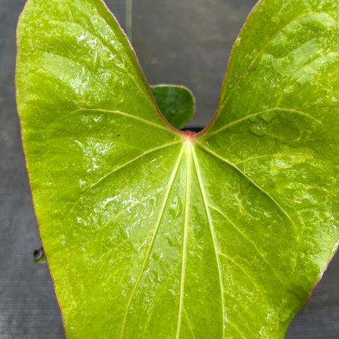 Anthurium Rubrinervium