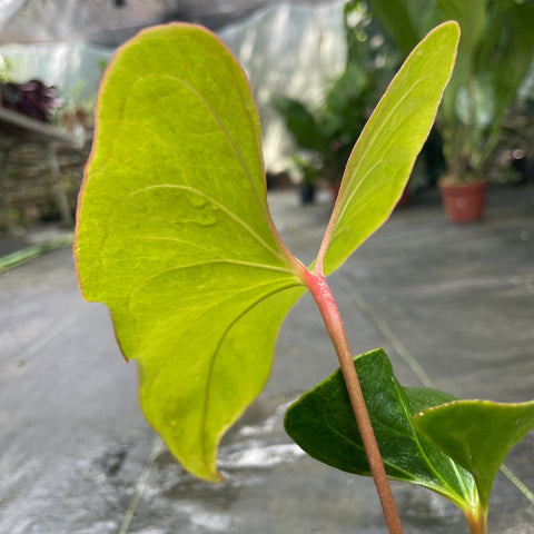 Anthurium Rubrinervium