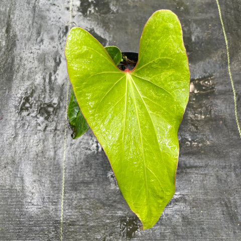 Anthurium Rubrinervium