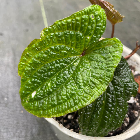 Anthurium clidemioides