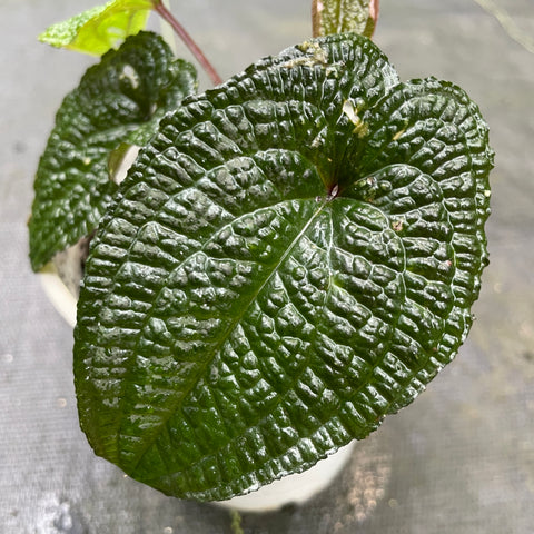 Anthurium clidemioides