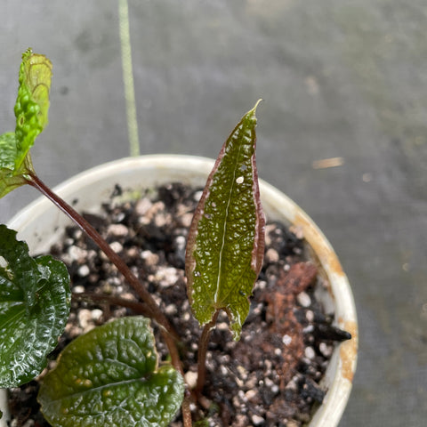 Anthurium clidemioides