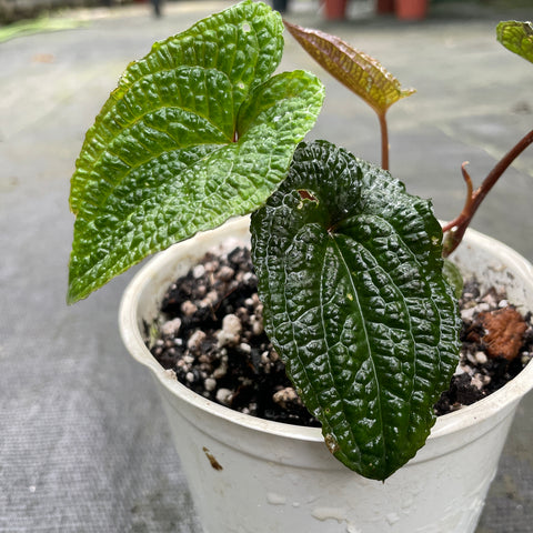 Anthurium clidemioides