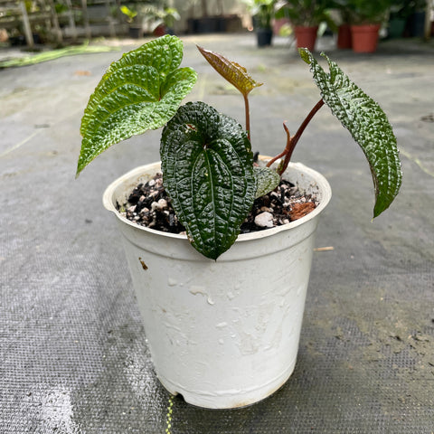 Anthurium clidemioides