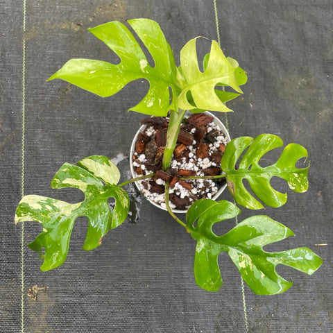 Rhaphidophora tetrasperma Variegata