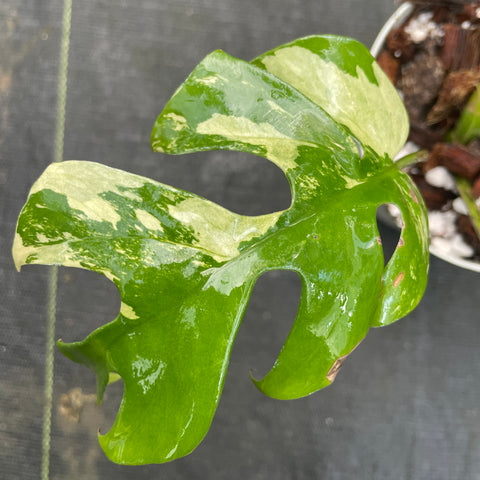 Rhaphidophora tetrasperma Variegata