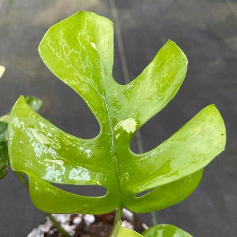 Rhaphidophora tetrasperma Variegata