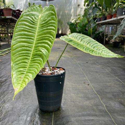 Anthurium veitchii - grande
