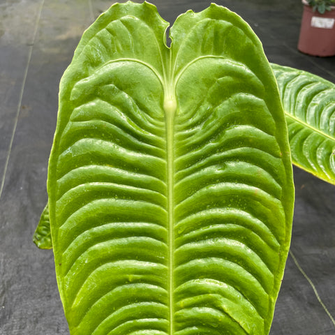 Anthurium veitchii - grande