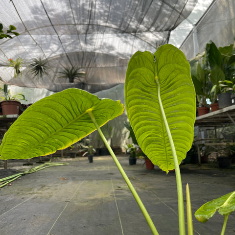 Anthurium veitchii - grande