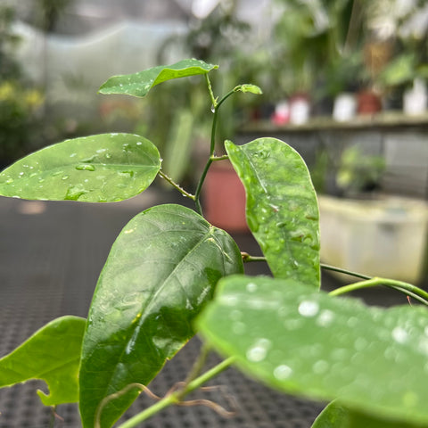 Passiflora racemosa (maracujá-de-cachos) - muda