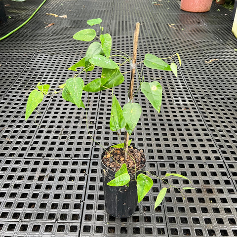 Passiflora racemosa (maracujá-de-cachos) - muda