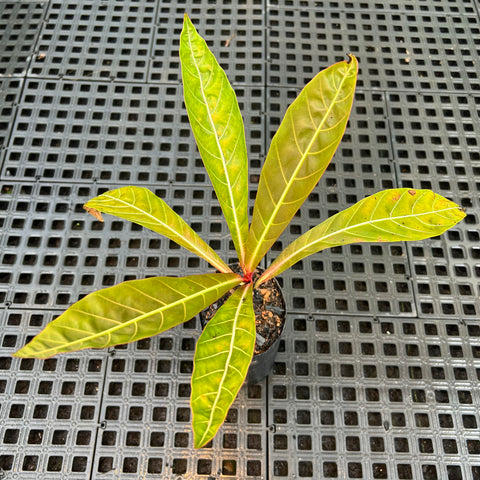 Pentagônia wendlandii