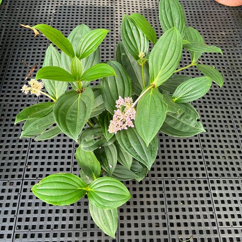 Medinilla formosana