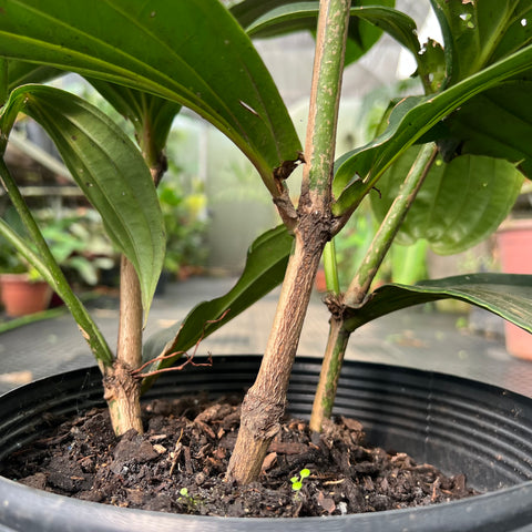 Medinilla formosana