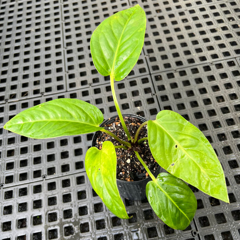 Anthurium pulcachense