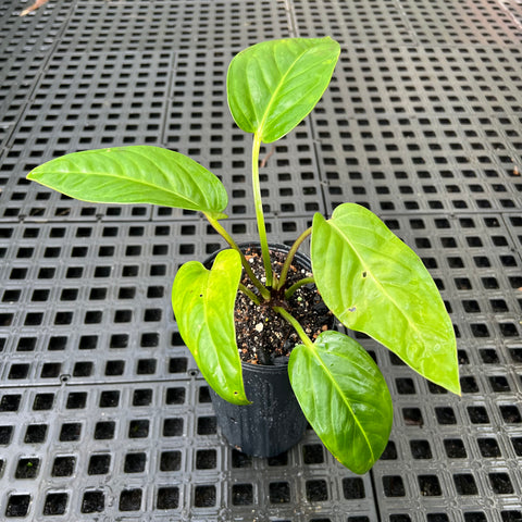 Anthurium pulcachense
