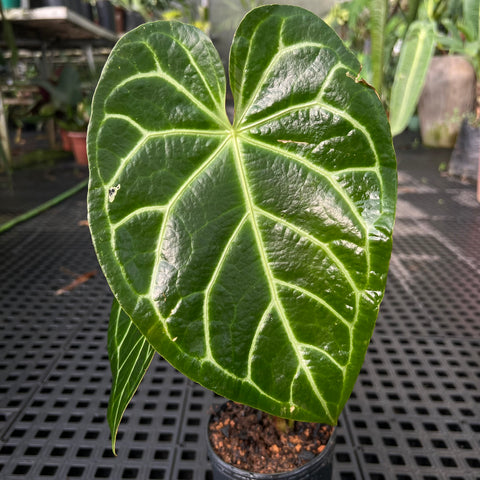 Anthurium magnificum