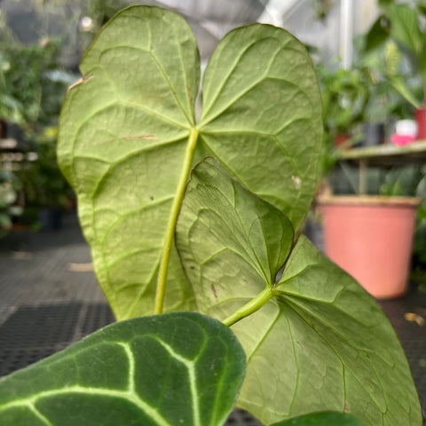 Anthurium magnificum