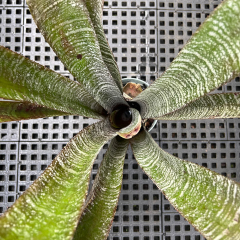 Hohenbergia correia-araujoi