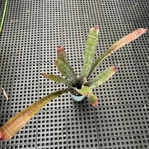 Hohenbergia correia-araujoi