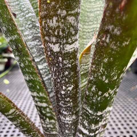 Hohenbergia correia-araujoi