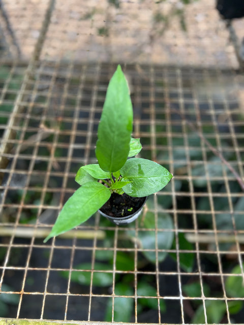 Anthurium vittarifolium